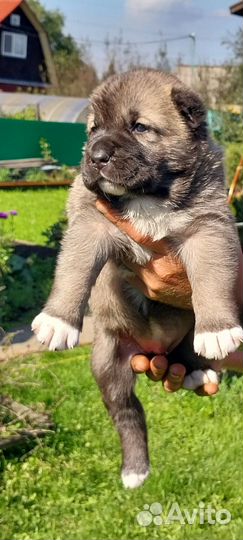 Щенки,алабай