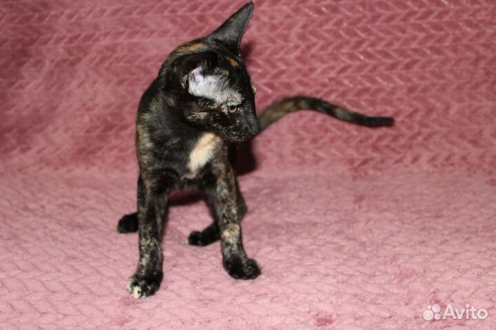 Ориентальная