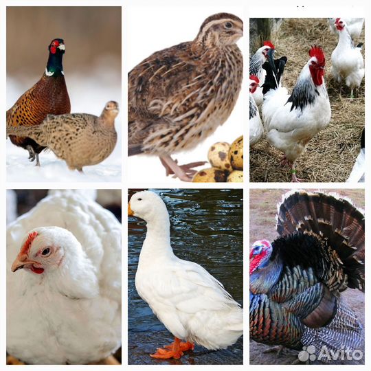 Цыплята суточные, несушки,индейка, бройлеры, утка