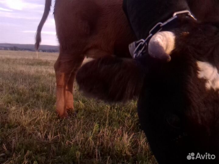 Корову хорошую продам