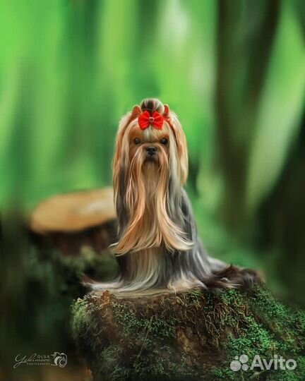 Йорки для ценителей породы(эксклюзивчик)