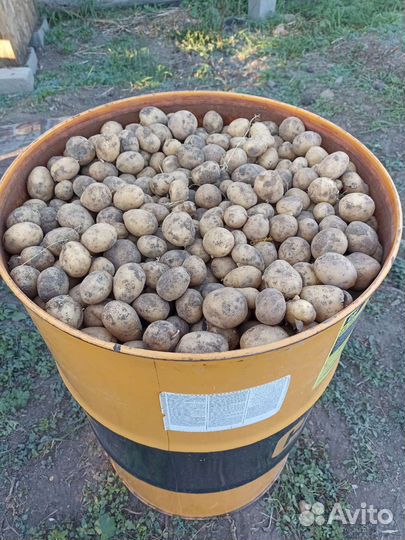 Продам картофель мелкий