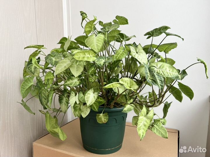 Сингониум в ассортименте