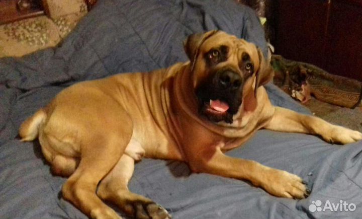 Бурбуль вязка