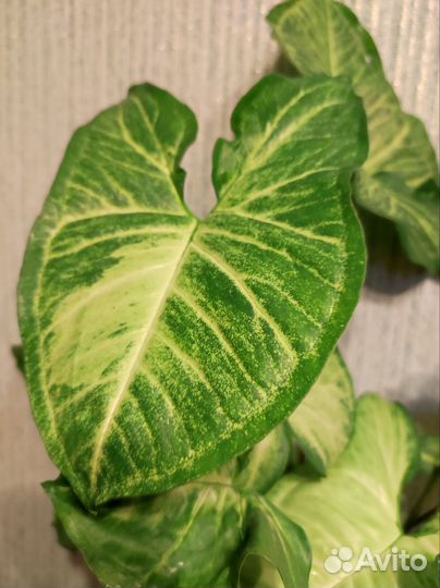 Сингониумы