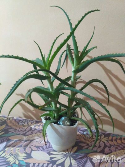 Алоэ,декабрист,филадендрон