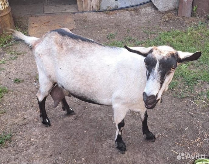 Коза дойная