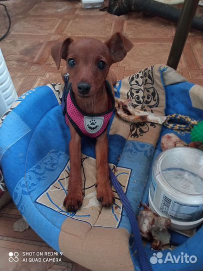 Щенок цвергпинчера, девочка