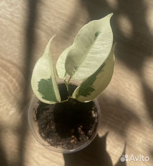 Фикус де гантель