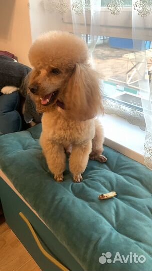 Миниатюрный пудель вязка