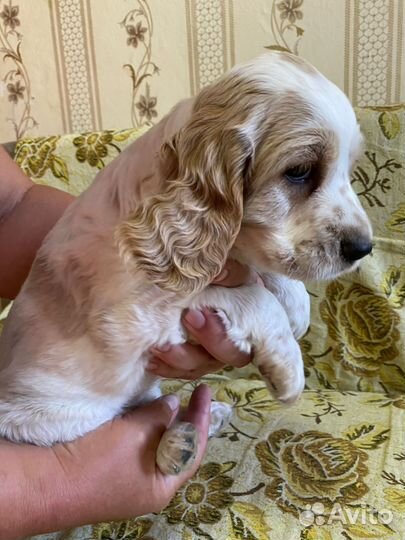 Русский спаниель