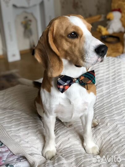 Бигль для вязки