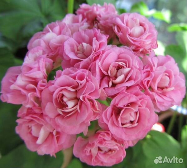 Пеларгонии сортовые