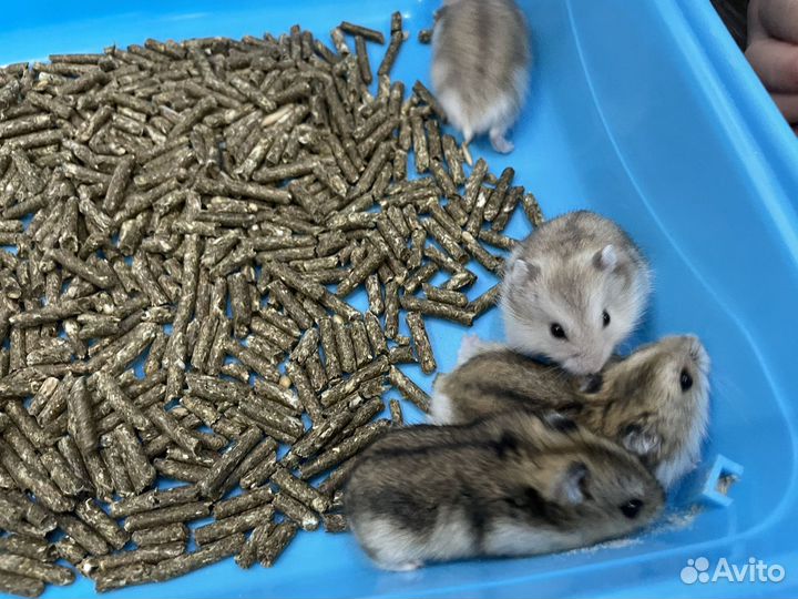 Джунгарский хомяк