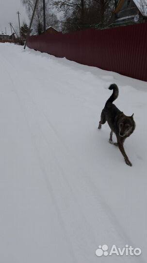 Собака Пальма в добрые руки