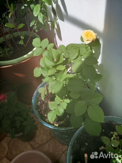 Бордюрная роза