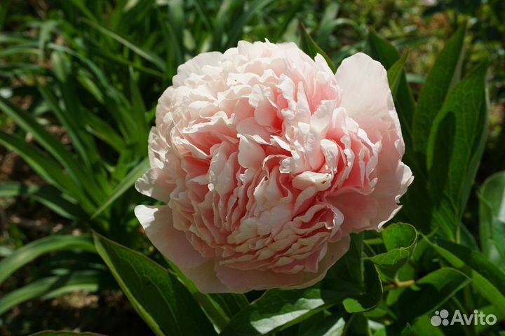 Пионы саженцы корни Бъорн -Олоф