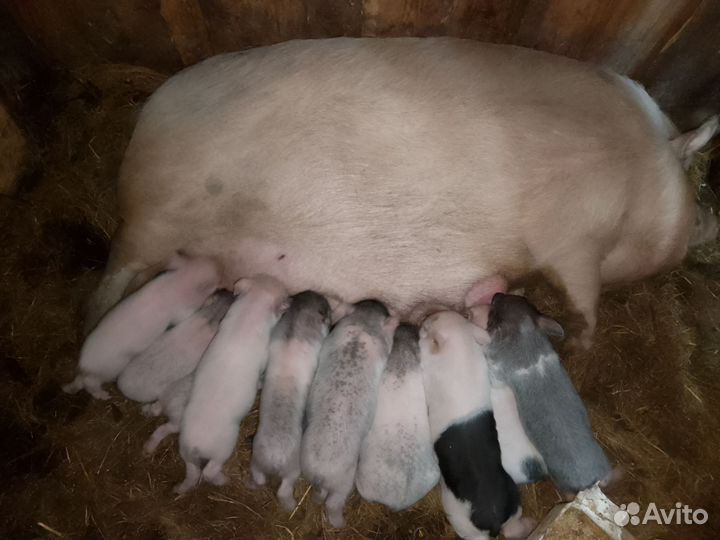 Вьетнамские вислобрюхие поросята