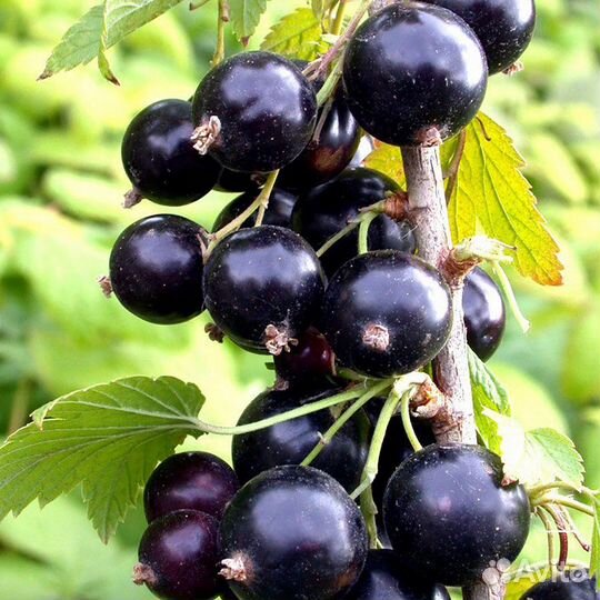 Чёрная смородина новый урожай 2023