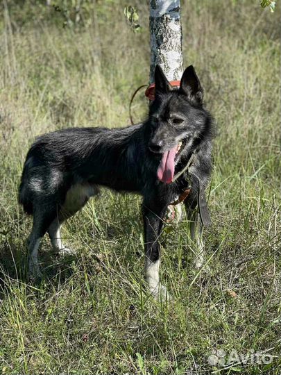 Необычный терьерчик