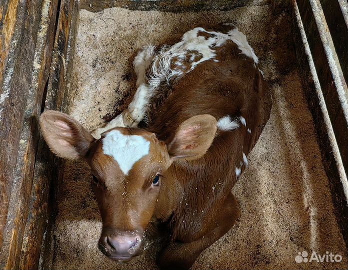 Работник на ферму