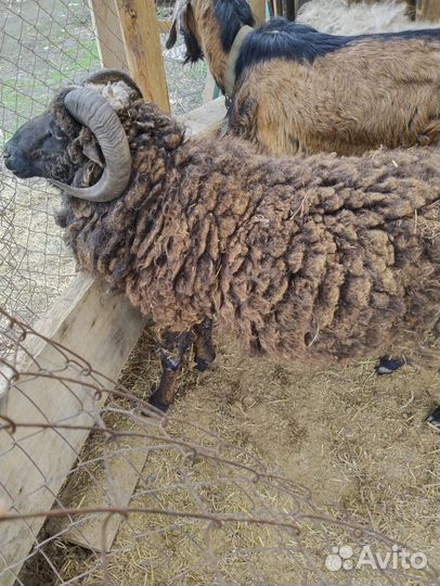 Овцы бараны