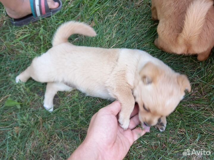 Отдам бесплатно