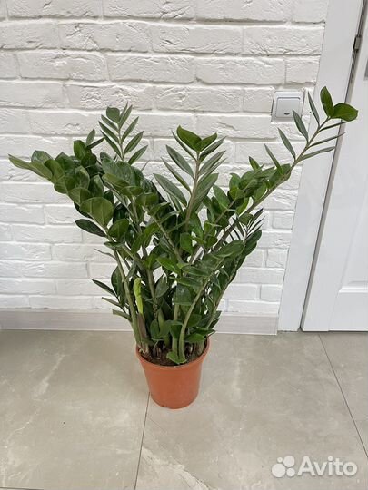 Замиокулькасы