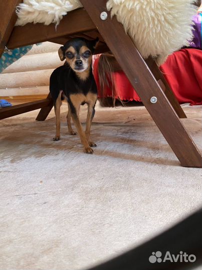 Той-терьер вязка