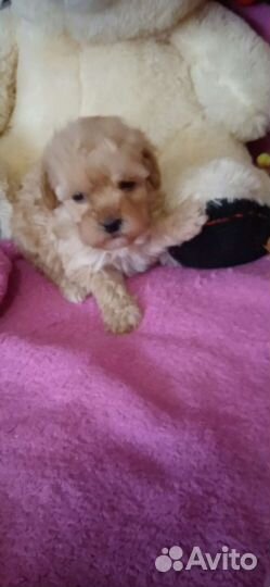 Той пудель. Девочка