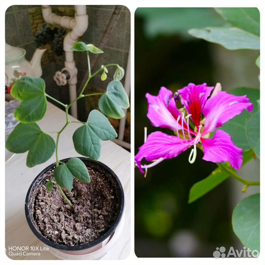 Орхидейное дерево