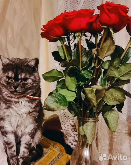 Шотландская кошка