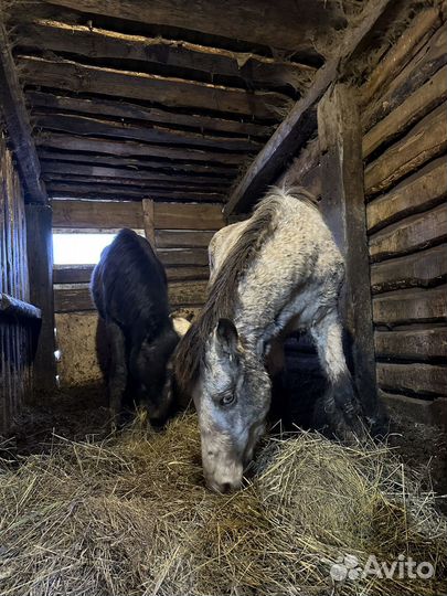 Продажа жеребят