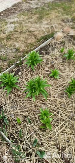 Рябчик императорский