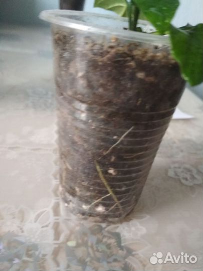 Кроссандра