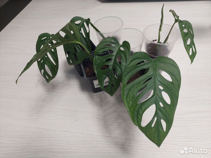 Монстера манки маск