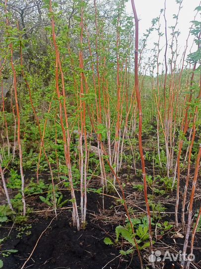 Малина новость Кузьмина.и отростки