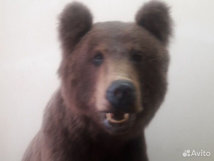 Охота и рыбалка