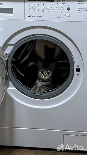 Отдам кошечку