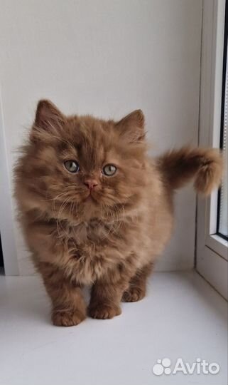 Котята цвета ириски