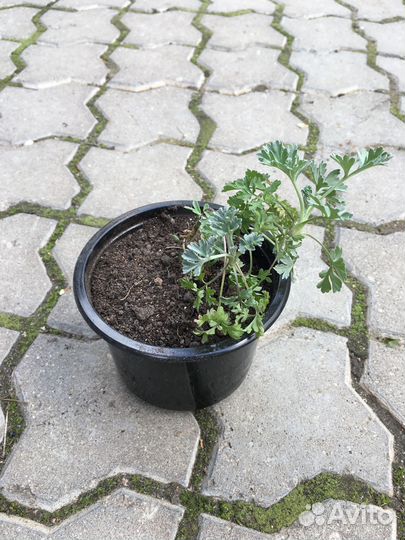 Рассада лекарственных и пряных трав