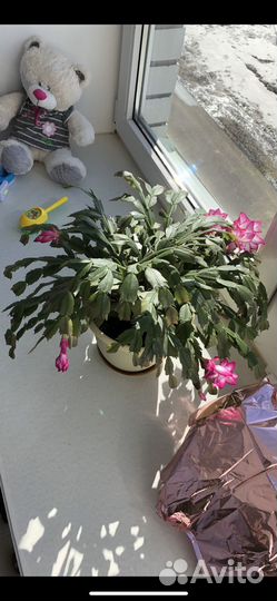 Декабрист шлюмбергера отростки