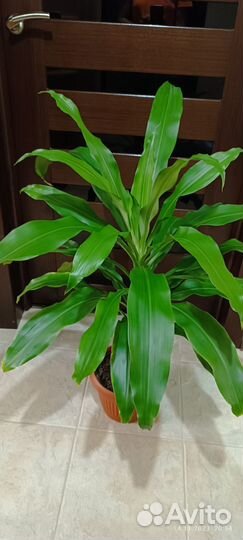 Комнатные растения