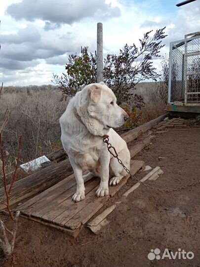 Среднеазиатская овчарка алабай вязка