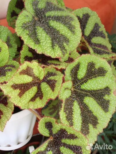 Бегония Мэсона