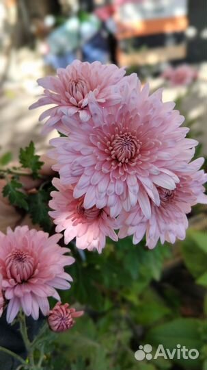 Хризантемы