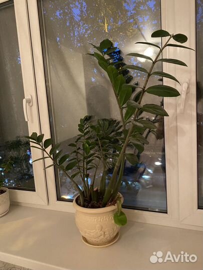 Замиокулькас