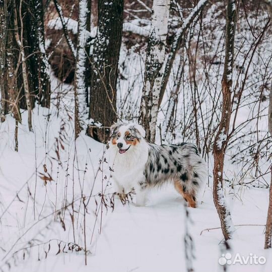 Австралийская овчарка вязка