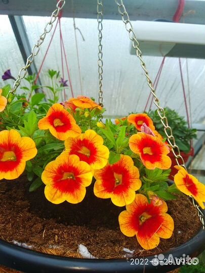 Калибрахоа, Петуния В кашпо