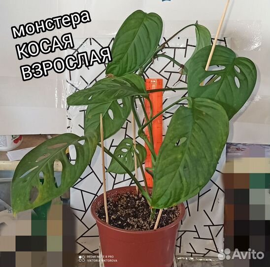 Монстера косая